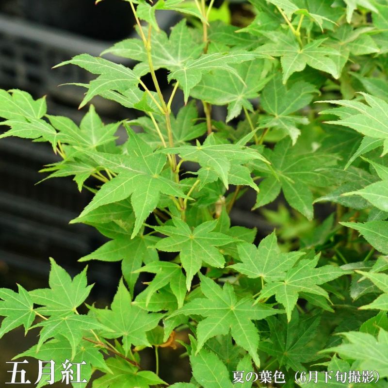 カエデ・もみじ 五月紅 オオモミジ系 苗 販売 苗木部 By 花ひろば