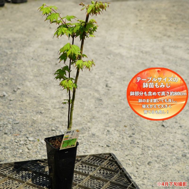 モミジ 五月紅 サツキベニ テーブルサイズ 鉢苗 落葉樹 もみじ 苗 観葉植物 苗木部 本店 By 花ひろばオンライン モミジ 五月紅 サツキベニ テーブルサイズ 鉢苗 落葉樹 もみじ 苗 観葉植物 苗木部 本店 By 花ひろばオンライン