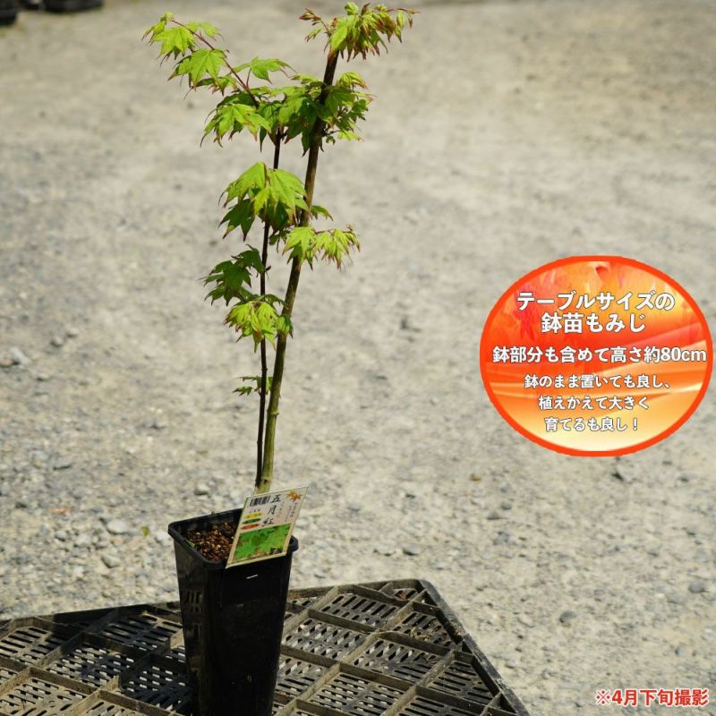 モミジ 五月紅 サツキベニ テーブルサイズ 鉢苗 落葉樹 もみじ 苗 観葉植物 苗木部 本店 By 花ひろばオンライン