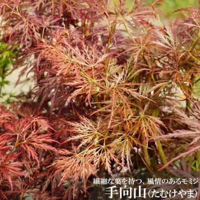 モミジ 花まとい テーブルサイズ 鉢苗 落葉樹 もみじ 苗 観葉植物 イロハモミジ系