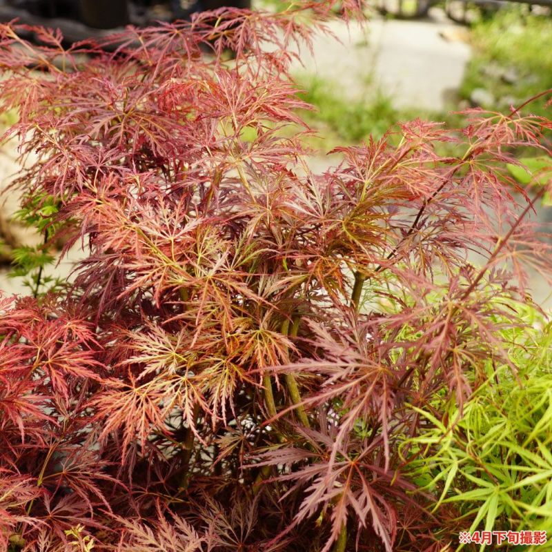 モミジ 手向山 タムケヤマ テーブルサイズ 鉢苗 落葉樹 もみじ 苗 観葉植物 ヤマモミジ系