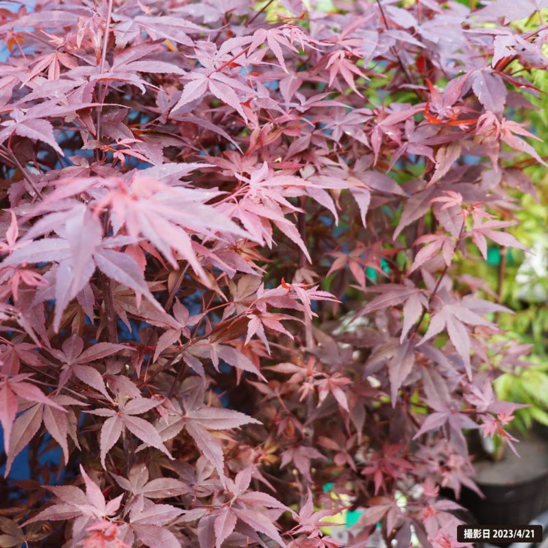 赤黒モミジ モミジ 赤七五三 5号ロングポット : 苗木部 花ひろばオンライン - 通販