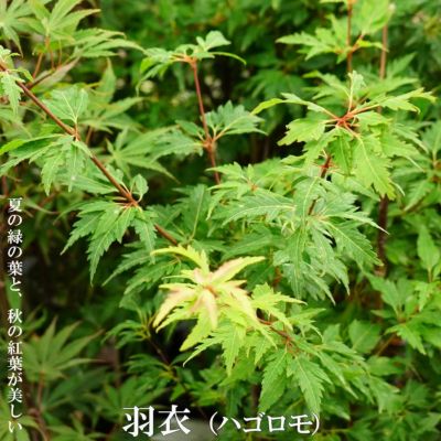 モミジ 羽衣 ハゴロモ テーブルサイズ 鉢苗 落葉樹 もみじ 苗 観葉植物 イロハモミジ系