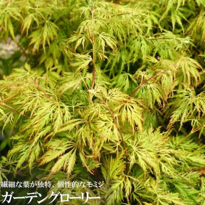 モミジ 花まとい テーブルサイズ 鉢苗 落葉樹 もみじ 苗 観葉植物 イロハモミジ系