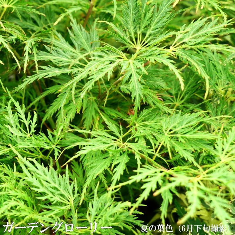 カエデ・もみじ ガーデングローリー 苗 販売 苗木部 By 花ひろばオンライン