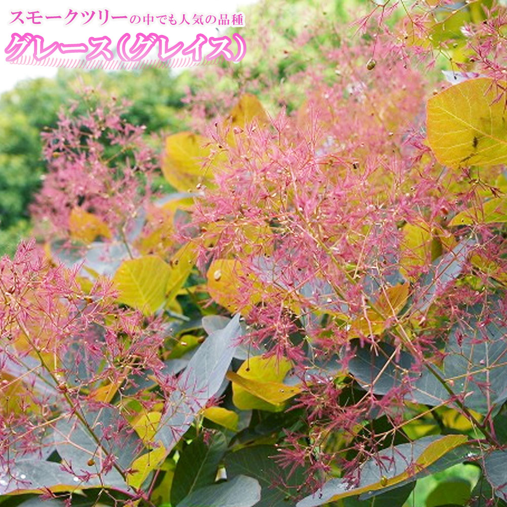 スモークツリー 苗木部 本店 By 花ひろばオンライン