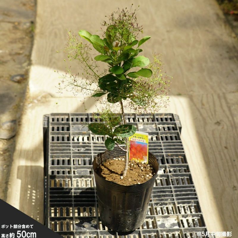 スモークツリー苗 ルビーハート シンボルツリー 落葉樹 庭木植木
