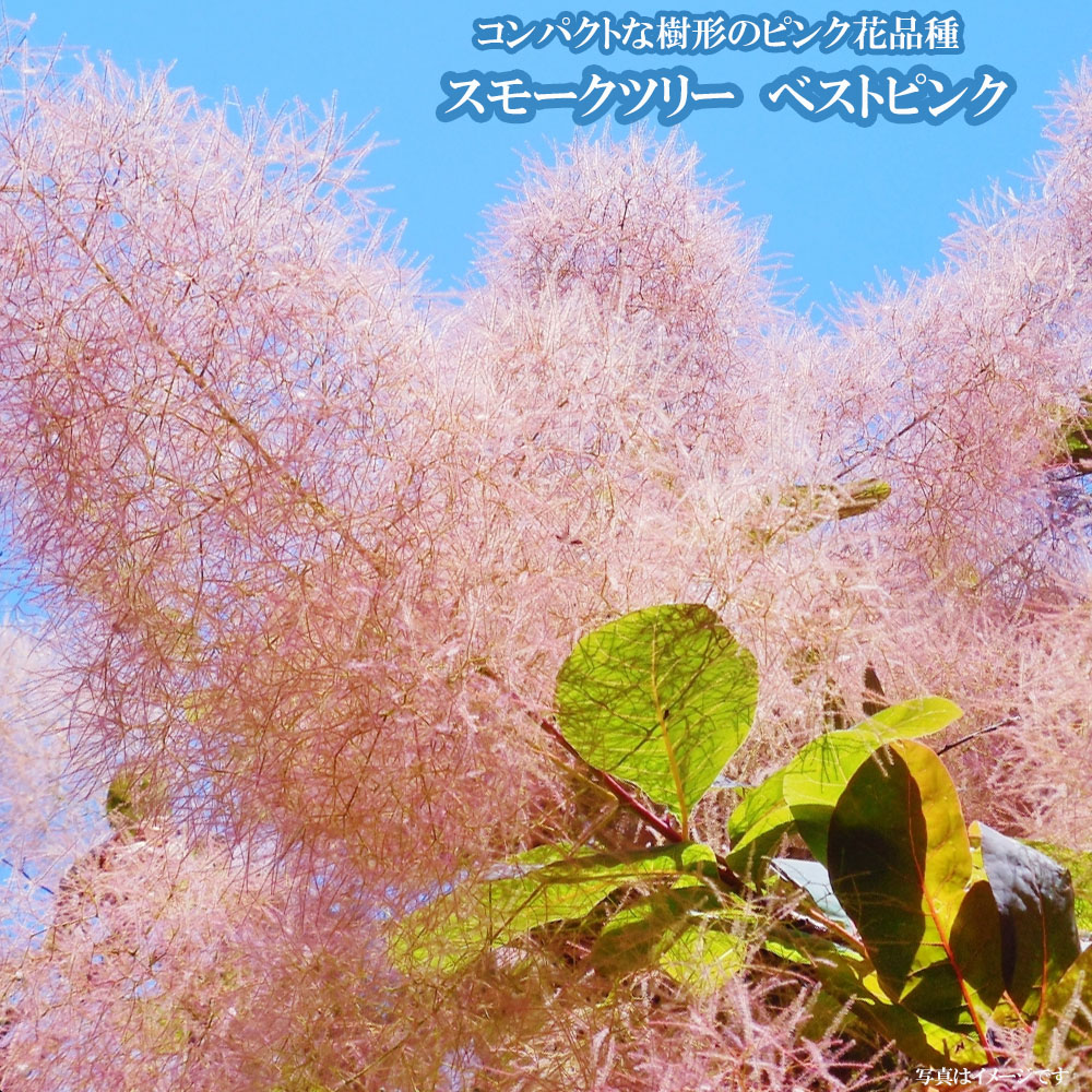 LP2スモークツリー 赤花 高けれ ピンク花7号鉢2鉢セット全長90~