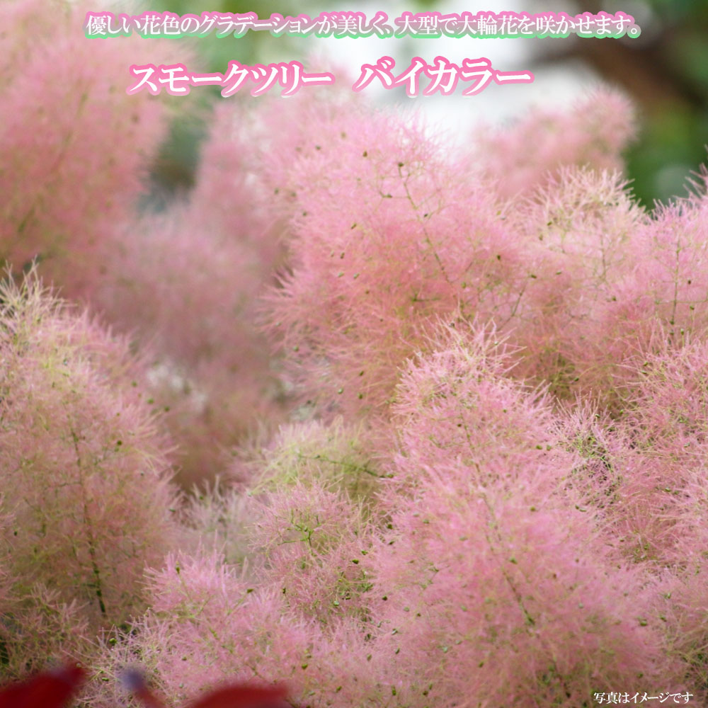 スモークツリー 苗木部 本店 By 花ひろばオンライン