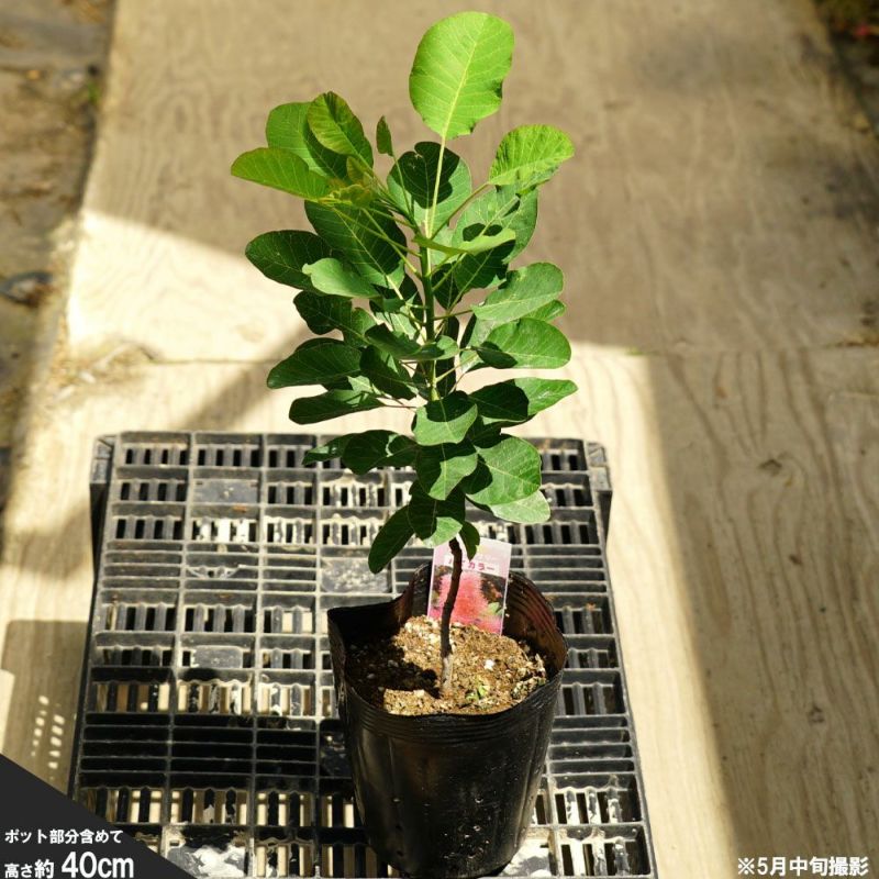 スモークツリー バイカラー ポット苗 煙の木 庭木 落葉樹 低木 スモークツリー バイカラー ポット苗 煙の木 庭木 落葉樹 低木