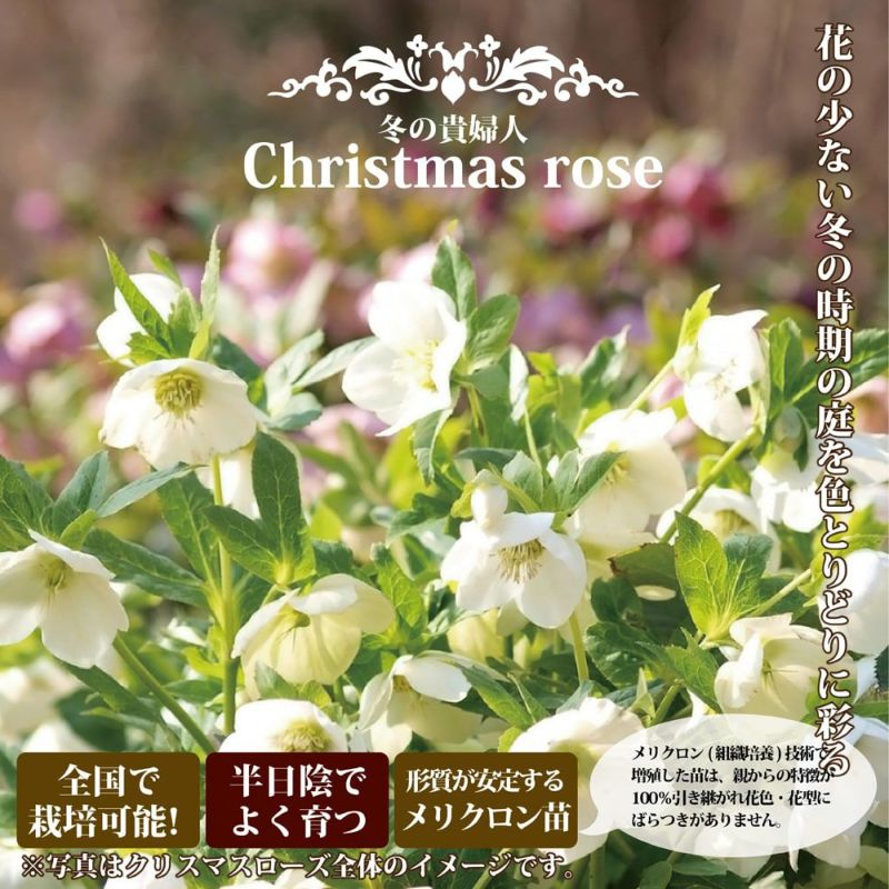 ☆クリスマスローズ 冬の貴婦人シリーズ 8種40鉢セット｜花、園芸