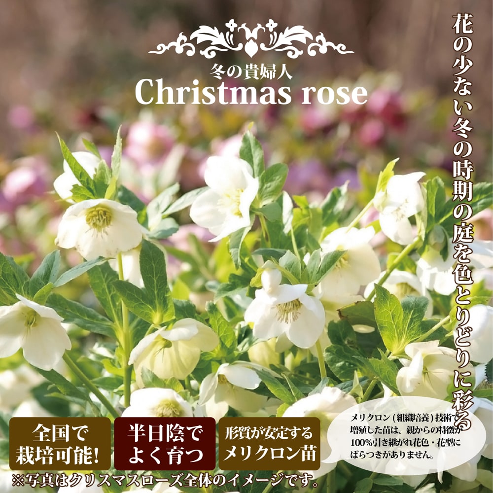 クリスマスローズ プチドール 栞 苗 販売 苗木部 By 花ひろばオンライン