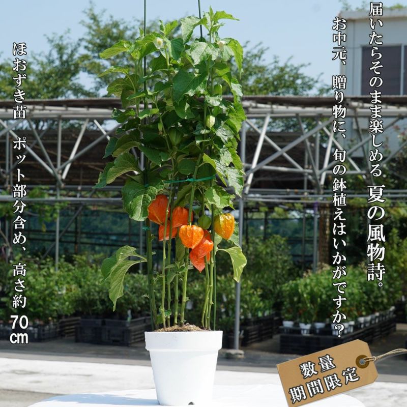 ほおずき 鉢植え 限定販売 夏の風物詩を飾って楽しむ お中元 ギフト プレゼント 誕生日 お祝い 鉢花 多年草 苗木部 本店 By 花ひろばオンライン