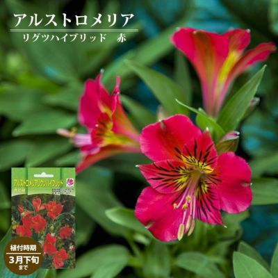 球根 アルストロメリア リグツハイブリッド 赤 1株入 植え付け時期3月下旬まで 予約販売10月下旬頃入荷予定 苗木部 本店 By 花ひろばオンライン