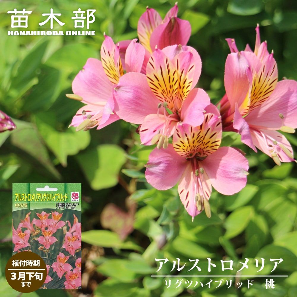 花苗 苗木部 本店 By 花ひろばオンライン