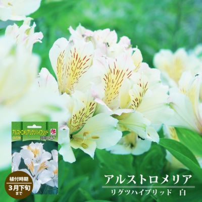 球根 アルストロメリア リグツハイブリッド 白 1株入 植え付け時期3月下旬まで 予約販売10月上旬頃入荷予定 苗木部 本店 By 花ひろばオンライン