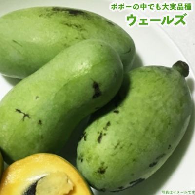 ほおずき 鉢植え 限定販売 夏の風物詩 送料無料 お中元 ギフト プレゼント 誕生日 お祝い 鉢花 多年草 苗木部 本店 By 花ひろばオンライン ほおずき 鉢植え 限定販売 夏の風物詩 送料無料 お中元 ギフト プレゼント 誕生日 お祝い 鉢花 多年草 苗木部 本店 By 花ひろばオンライン