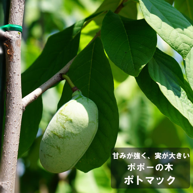 ポポー 苗木部 本店 By 花ひろばオンライン