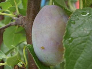 プラム スモモ 秋姫 苗 通販 苗木部 By 花ひろばオンライン