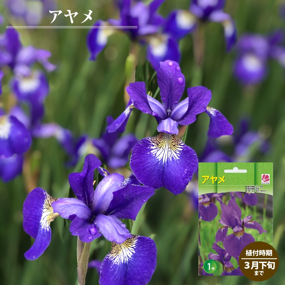 バークレイズ、3月下旬までにApple Payを開始することを確認