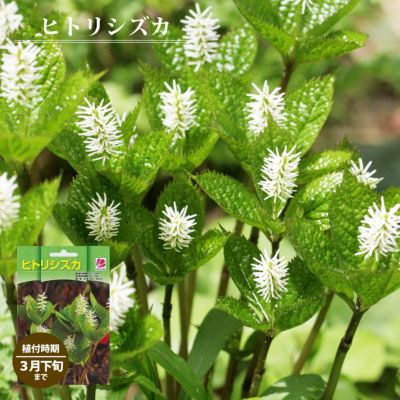 球根 すずらん 白花 3株入 予約販売11月末頃入荷予定 苗木部 本店 By 花ひろばオンライン