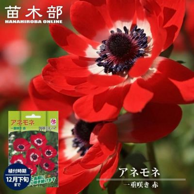 球根 アネモネ一重咲き 赤 35ml 植え付け時期12月下旬まで 球根 アネモネ一重咲き 赤 35ml 植え付け時期12月下旬まで