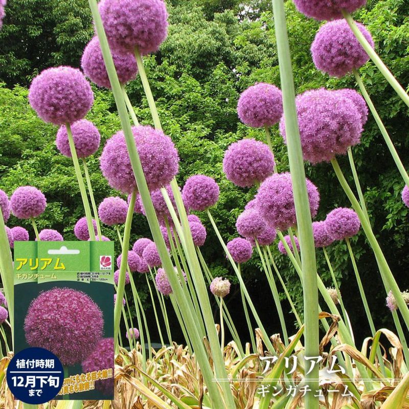 無農薬栽培　ギガンチウムの球根　24個入り アリアム ギガンチューム 球根 販売 苗木部 By 花ひろばオンライン