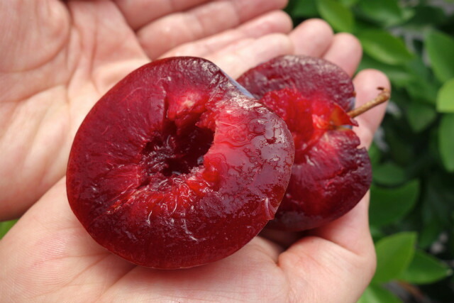 すもも プラム プルーン 苗木一覧 果樹苗通販 苗木部 By 花ひろばオンライン本店