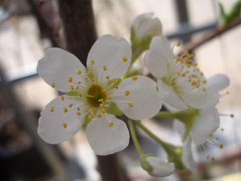 ハニーハート 苗 通販 苗木部 By 花ひろばオンライン