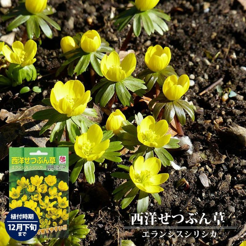 西洋せつぶん草 6球入 植え付け時期12月下旬まで 予約販売10月上旬頃入荷予定 苗木部 本店 By 花ひろばオンライン