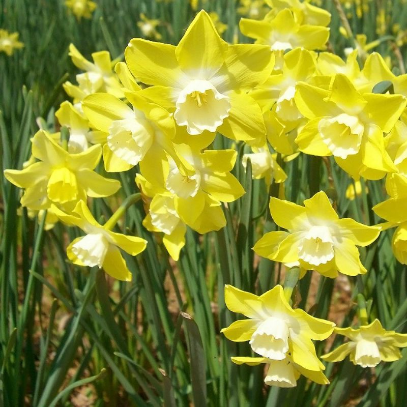 スイセン ピピット 苗 販売 苗木部 By 花ひろばオンライン