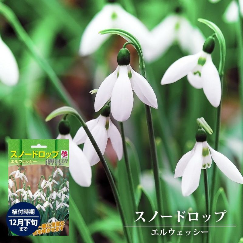 000000052427-01-l.jpg?t=