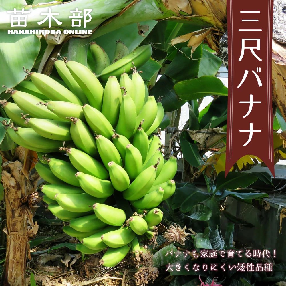 三尺バナナ 矮性 苗 通販 苗木部 By 花ひろばオンライン