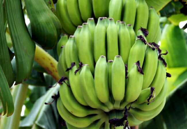 【zenzenさま専用】角芭蕉バナナ苗 Amazon.co.jp: 三尺バナナ 苗 10.5cmポット バナナ トロピカル