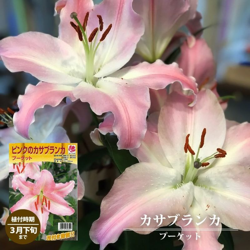 ユリ 球根 カサブランカ プーケット 1球入 植え付け時期3月下旬まで 予約販売10月中旬頃入荷予定 苗木部 本店 By 花 ひろばオンライン