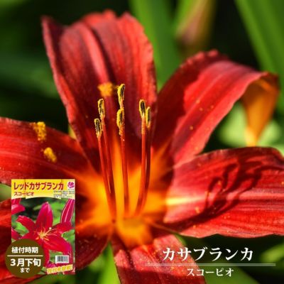 ユリ 球根 カサブランカ スコーピオ 1球入 植え付け時期3月下旬まで 予約販売10月中旬頃入荷予定 苗木部 本店 By 花 ひろばオンライン