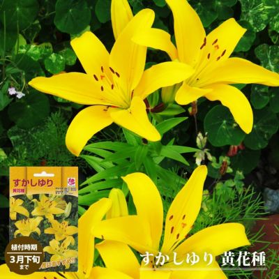 信州産百合(橙色・黄色)の球根　パケットプラス 信州産百合(橙色・黄色)の球根パケットプラス