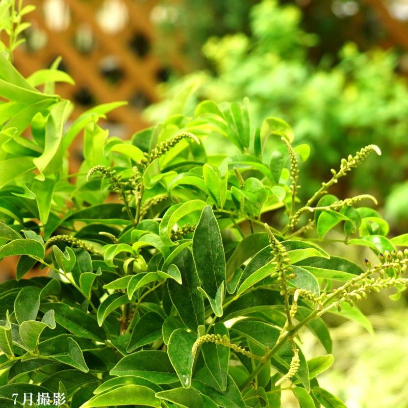 台湾サッコウフジ(錯甲藤) 赤花 鉢植え | 苗木部 本店 By 花 台湾サッコウフジ(錯甲藤) 赤花 鉢植え | 苗木部 本店 By 花