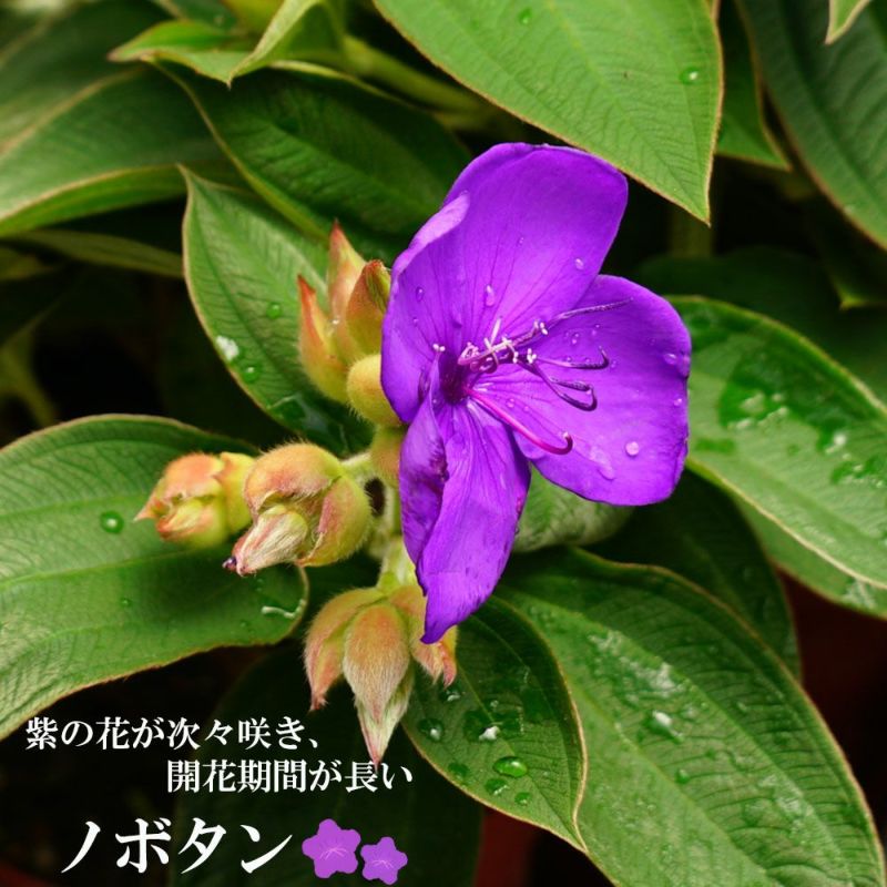 ノボタン 鉢植え 紫色の美しい花