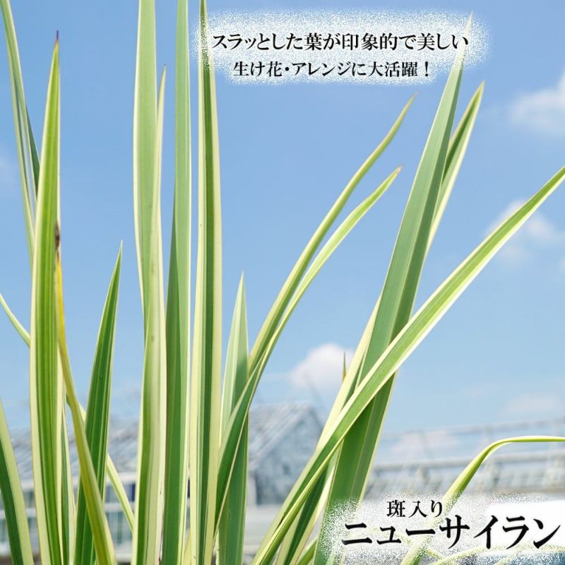 ニューサイラン 斑入り 120cm