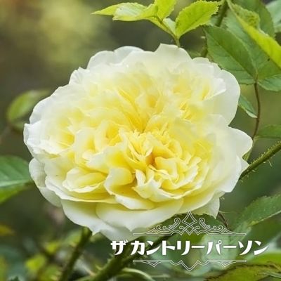 000000053082-01-m.jpg?t=