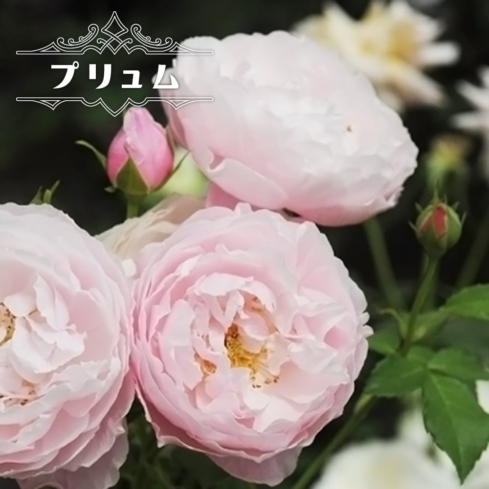 バラ ルブラン 苗 販売 苗木部 By 花ひろばオンライン