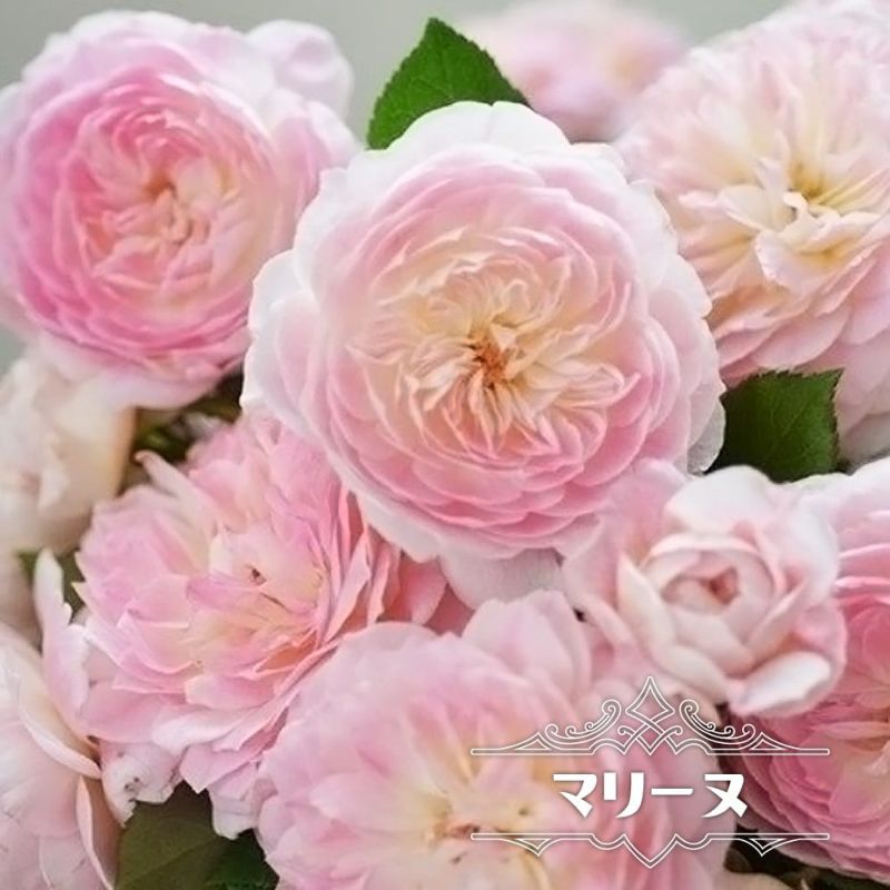 バラ苗 マリーヌ 大苗 河本バラ園 四季咲き ピンク 薔薇 バラ苗木