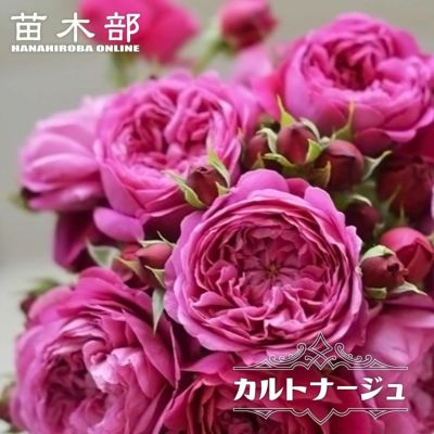 バラ苗 プラムパーフェクト Fl 大苗 京成バラ 木立ち 四季咲き 予約販売12 翌1月頃入荷予定 苗木部 本店 By 花ひろばオンライン