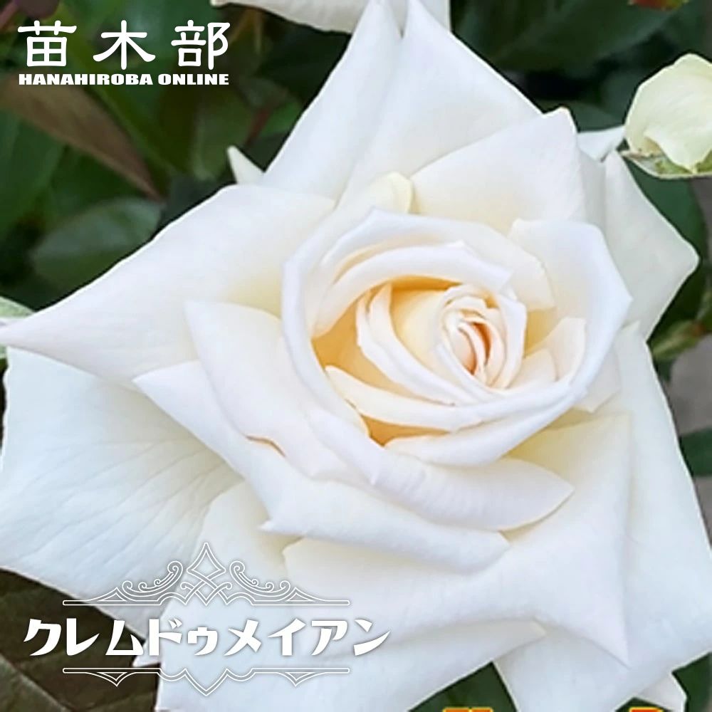 バラ イブピアッチェ 苗 販売 苗木部 By 花ひろばオンライン バラ イブピアッチェ 苗 販売 苗木部 By 花ひろばオンライン