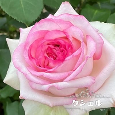 芍薬 かぐや姫 シャクヤク 苗 巨大輪咲き品種 香りある 薄いピンク色