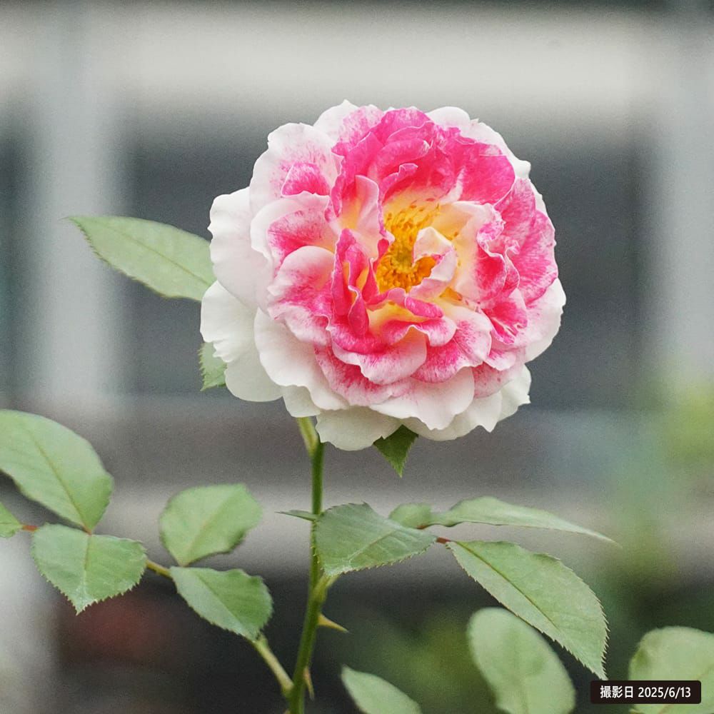 レオニードまとめ売り/バラ売り 京成バラ園芸(株)バラ営業部 | 2024年 切バラ新品種のご紹介③