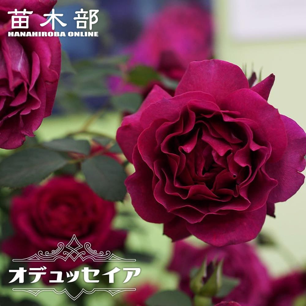 バラ オデュッセイア S シュラブ 半つるバラ 苗 おすすめ 苗木部