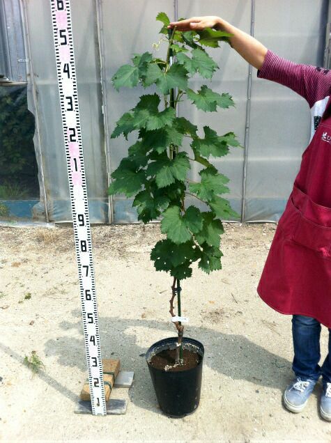 山葡萄　苗木　2メートル　大小セット 000000053311-03-l.jpg?t=