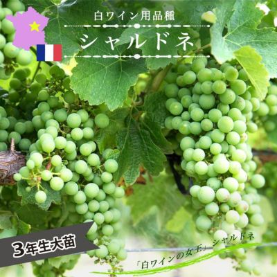 メトロノーム　ワイン用ぶどう苗83本 メトロノーム様専用 ワイン用ぶどう苗83本